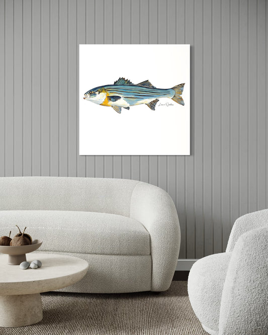 Striped Bass