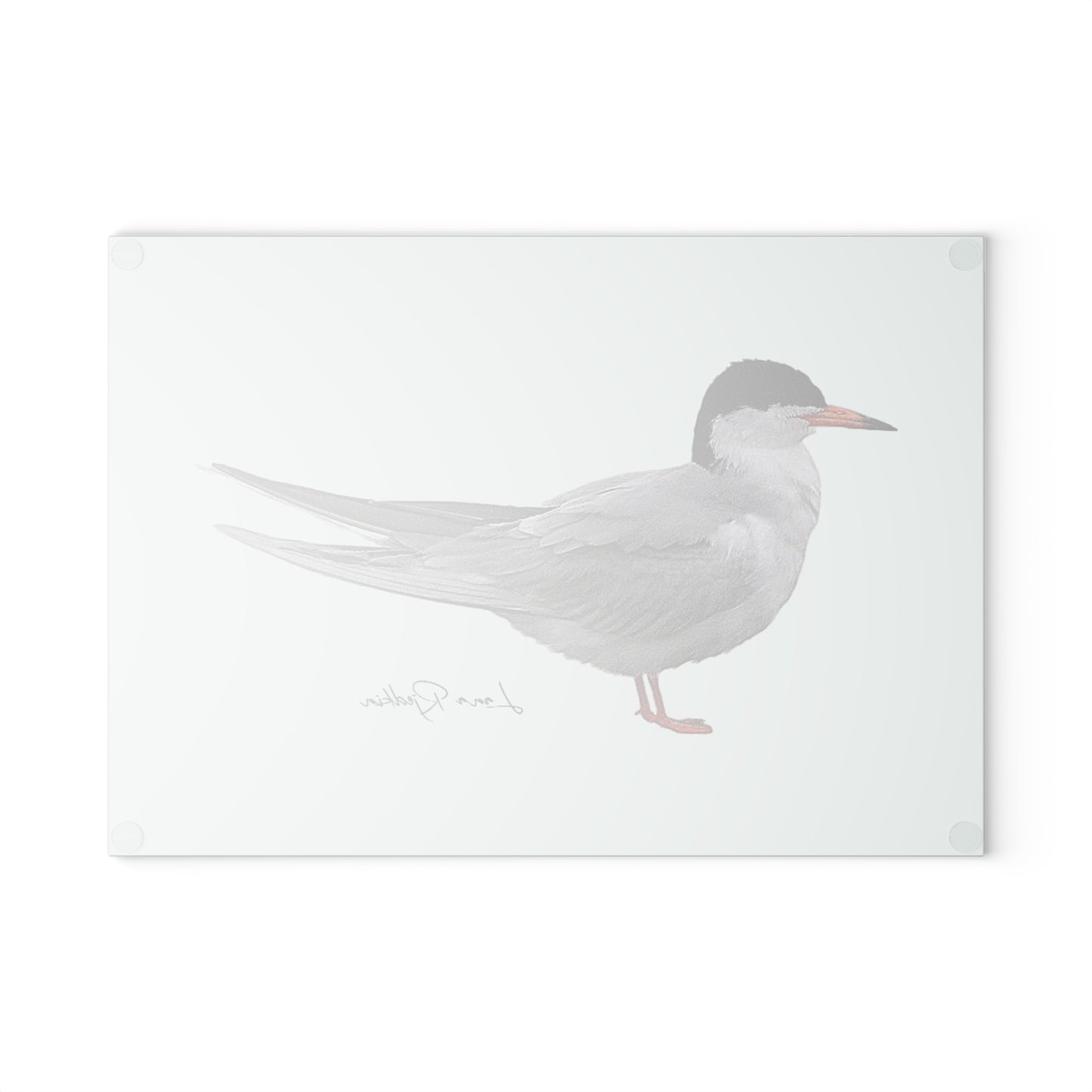 Common Tern:  Glass Cutting Board